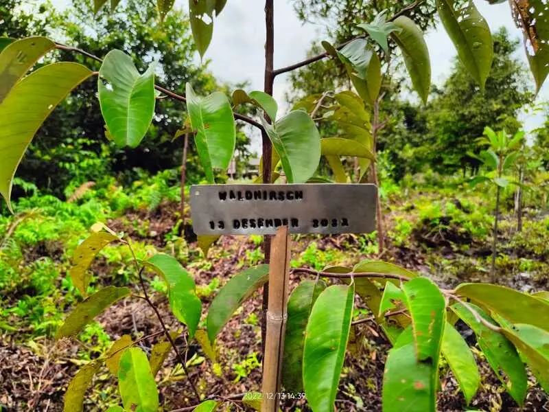 Schild mit Waldhirsch-Schrift vor gepflanzten Bäumen